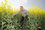 Fast flowering oilseed rape faces intense Sclerotinia risk Fast flowering oilseed rape faces intense Sclerotinia risk