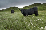Research reveals that grass-fed beef is better for people and the environment Research reveals that grass-fed beef is better for people and the environment
