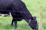 Ask the cows what they want for supper Ask the cows what they want for supper