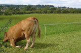 UK Government must adopt high regulatory standards for farm antibiotics when the UK leaves the EU UK Government must adopt high regulatory standards for farm antibiotics when the UK leaves the EU