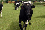 RUMA challenges claims of ‘staggering’ impact on human health from farm antibiotics RUMA challenges claims of ‘staggering’ impact on human health from farm antibiotics