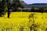 Cereals and oilseeds area for harvest 2015 down 2% Cereals and oilseeds area for harvest 2015 down 2%
