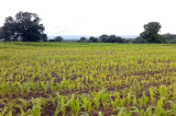 Agricultural research receives multi-million pound boost Agricultural research receives multi-million pound boost