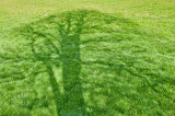 Farmers set to discover how trees can grow their business Farmers set to discover how trees can grow their business