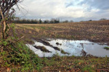 Value of growing maize questioned on some farms Value of growing maize questioned on some farms