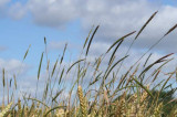 Is it time to bring back straw burning? Is it time to bring back straw burning?