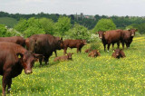 Cattle return to Farthing Downs Cattle return to Farthing Downs