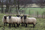 Sheep Shearers on their way to UK