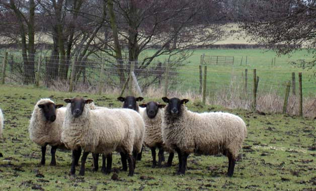 Sheep Shearers on their way to UK