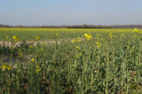 Rewiring plant defence genes to reduce crop waste Rewiring plant defence genes to reduce crop waste