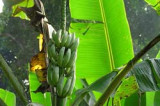 Major global analysis offers hope for saving the wild side of staple food crops Major global analysis offers hope for saving the wild side of staple food crops