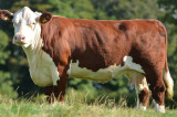Herefords commanding Top Prices!
