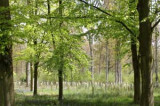 New deal launched for small carbon forestry projects New deal launched for small carbon forestry projects