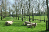 Agroforestry: Seeing the food for the trees Agroforestry: Seeing the food for the trees
