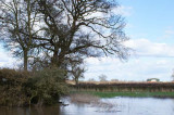 Trees must feature in long-term local flood defence strategies Trees must feature in long-term local flood defence strategies