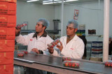PICO overcomes Egyptian challenges by driving export expansion into new markets PICO overcomes Egyptian challenges by driving export expansion into new markets