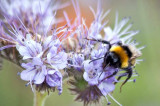 Bee project highlights nectar supply gap Bee project highlights nectar supply gap