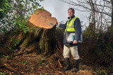 New Forest trees count the cost of months of storms New Forest trees count the cost of months of storms