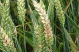 Climate change puts wheat crops at risk of disease Climate change puts wheat crops at risk of disease