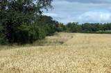 Wheat genome sequencing gets major boost Wheat genome sequencing gets major boost