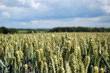 Nitrogen-fixing bacteria could save arable farmers £1000s Nitrogen-fixing bacteria could save arable farmers £1000s