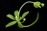 How plants become zombies How plants become zombies