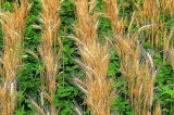 Collaborative roots could reduce reliance on phosphorus fertilisers Collaborative roots could reduce reliance on phosphorus fertilisers