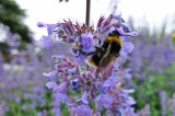 Bee groups embrace new EU partnership: trust is the key Bee groups embrace new EU partnership: trust is the key