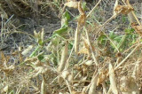 PGRO give timely advice on desiccation of combining peas and field beans PGRO give timely advice on desiccation of combining peas and field beans