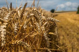 Keep track of mycotoxin risk right up to harvest Keep track of mycotoxin risk right up to harvest