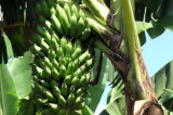 New $13.8 million project aims to boost banana production in Uganda and Tanzania New $13.8 million project aims to boost banana production in Uganda and Tanzania