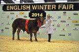 Alford show team crowned champions at National Pedigree Calf Show