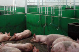 Do your pigs have a drink problem? Do your pigs have a drink problem?