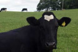 Testing for Bovine Tuberculosis (TB) is more effective than badger culls at controlling the disease