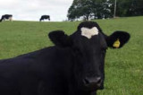 Testing for Bovine Tuberculosis (TB) is more effective than badger culls at controlling the disease Testing for Bovine Tuberculosis (TB) is more effective than badger culls at controlling the disease