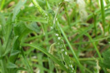 Parasite provides clues to evolution of plant diseases Parasite provides clues to evolution of plant diseases
