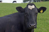 Anti antibiotics: Addressing routine overuse in farming Anti antibiotics: Addressing routine overuse in farming