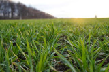 Ukraine & Russia Crop Tour results reported Ukraine & Russia Crop Tour results reported