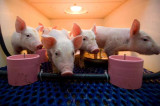 Fly infestations hit pig and poultry production Fly infestations hit pig and poultry production
