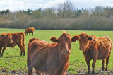 Vets welcome Northern Ireland’s bovine TB eradication strategy