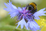 Wildflower attraction boosts pollinator numbers Wildflower attraction boosts pollinator numbers