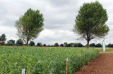 Growing confidence in pulse crop reflected at PGRO AGM and Field Day Growing confidence in pulse crop reflected at PGRO AGM and Field Day