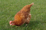 Supplementary feeding of live insects as a source of protein for broilers