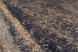 Farm-bound sludge teems with tiny plastic fibres Farm-bound sludge teems with tiny plastic fibres