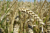 Two new barley plant genes discovered Two new barley plant genes discovered