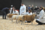 Cornish Winter Fair to celebrate the best of Cornish farming and food