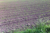Vital soil saving techniques being trialled as International Year of Soils comes to an end Vital soil saving techniques being trialled as International Year of Soils comes to an end