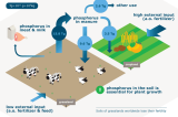Better grassland fertilisation can improve the world’s food supply Better grassland fertilisation can improve the world’s food supply