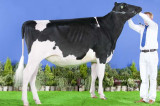 Holstein UK’s coveted All Britain Award winners announced Holstein UK’s coveted All Britain Award winners announced