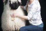 Say hello to the ‘Blacknose Beauties’ Say hello to the ‘Blacknose Beauties’